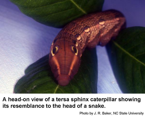 Tersa sphinx caterpillars presumably gain protection from predat